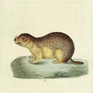 Sciuridae Collection: Speckled Ground Squirrel
