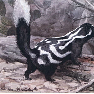 Spotted Skunk, a sporty zig zag of spots and stripes decorates a glossy coat