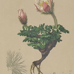 Spring Anemone (Anemone vernalis, Pulsatilla vernalis) (colour litho)