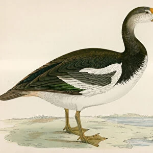 Geese Jigsaw Puzzle Collection: Spur Winged Goose