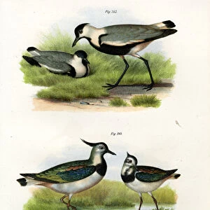 Spur Winged Lapwing
