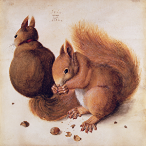 Squirrels, 1512 (tempera on parchment)