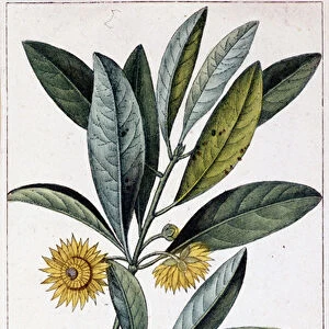 Star anise - botanical board, 19th century