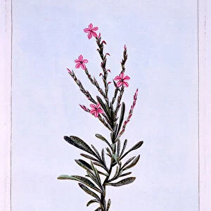 Statice, Phyllostachys spicata (coloured engraving)