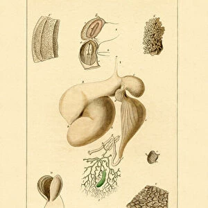 Stomach, 1833-39 (coloured engraving)