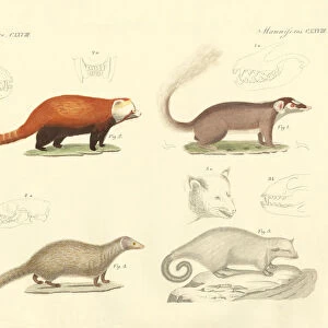 Strange mammals (coloured engraving)