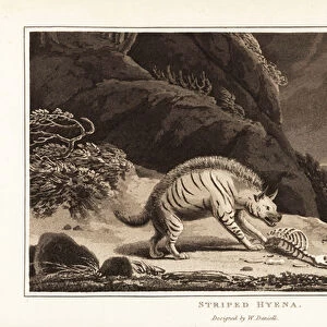 Striped hyena with animal carcass. 1807 (aquatint)