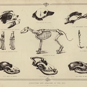 Structure and Anatomy of the Dog (colour litho)