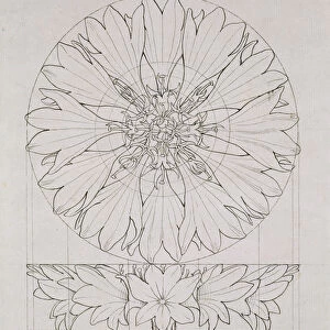 Study for a Cornflower, 1808 (pen and ink on paper)