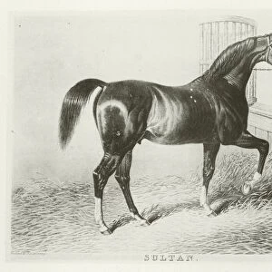 Sultan, foaled 1816 (b / w photo)