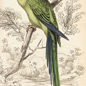Superb parrot, Polytelis swainsonii