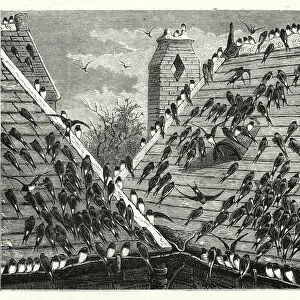 The Swallows Departure (engraving)