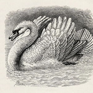 Swan driving away an intruder, from Charles Darwins The Expression of the Emotions in Man