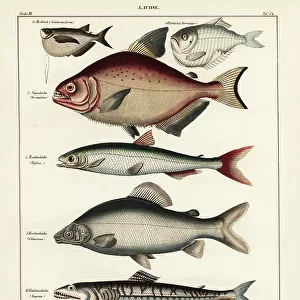 H Poster Print Collection: Hatchetfish