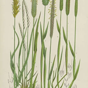 Sweet Scented Vernal Grass, Mat Grass, Meadow Fox Tail Grass, Alpine Fox Tail Grass... (colour litho)
