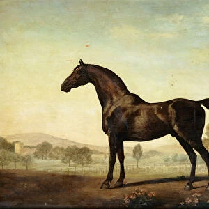 Sweetwilliam, a Bay Racehorse, in a Paddock, 1779 (oil on panel)