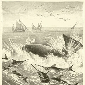Sword-fishes attacking a Whale (engraving)
