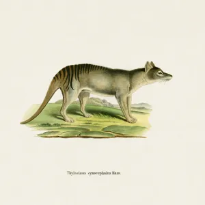 Tasmanian Tiger (coloured engraving)