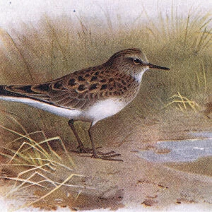 Temmincks Stint, from Birds of the British Isles and Their Eggs published by Frederick