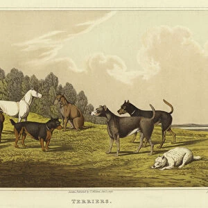 Terriers (chromolitho)