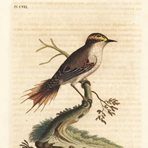 Thorn-tailed rayadito, Aphrastura spinicauda (Thorn-tailed warbler, Sylvia spinicauda)