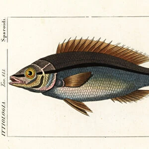 Threadfin bream, Pentapodus fasciuola