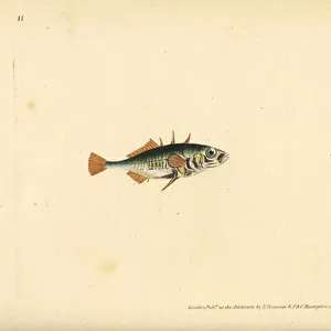 Three-spined stickleback, Gasterosteus aculeatus. Handcoloured copperplate drawn and engraved by Edward Donovan from his Natural History of British Fishes, Donovan and F. C. and J. Rivington, London, 1802-1808
