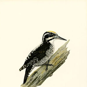 Woodpeckers Collection: Eurasian Three Toed Woodpecker