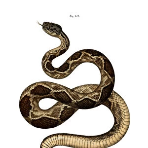 Timber Rattlesnake (colour litho)