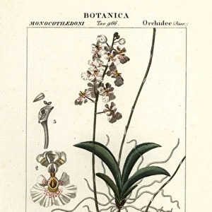 Tolumnia guttata orchid