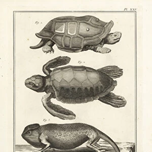 Tortoise, sea turtle and chameleon. 1774 (engraving)