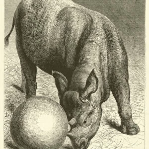 Toys for Animals (engraving)