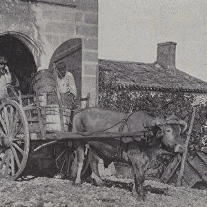Transporting harvested grapes by ox cart (b / w photo)