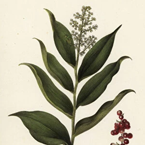 Treacleberry, Maianthemum racemosum (Wild spikenard, Smilacina racemosa)