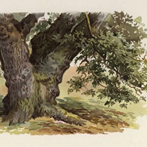 Trees: The Oak (colour litho)