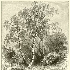 Trees and their Uses, The Silver Birch (engraving)