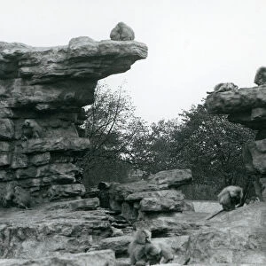 A troop of Sacred Baboons among the rocks on Monkey Hill, London Zoo