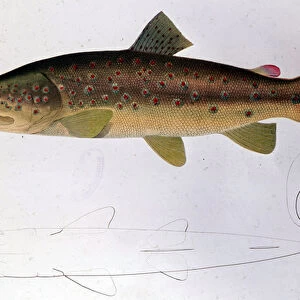 Trout - Natural History Board, 19th century