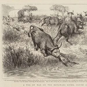 A Tug of War on the Notawani River, South Africa (engraving)