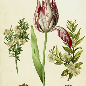 Tulip, two Branches of Myrtle and two Shells, c. 1700 (brush on parchment)