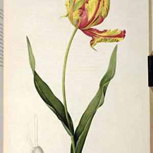 Tulipa gesneriana dracontia, from Les Liliacees, 1816 (colour engraving)