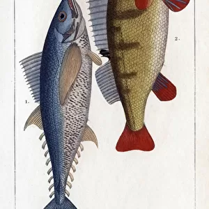 Tuna and River Perch. "Fauna of doctors or history of animals and their products by Hippolyte Cloquet"
