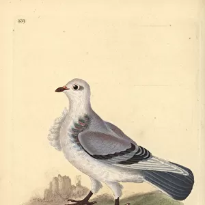 Turbit pigeon, Columba livia domestica var. turbita. Handcoloured copperplate drawn and engraved by Edward Donovan from his own "Natural History of British Birds, "London, 1794-1819