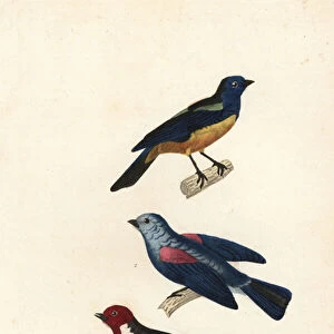 Turquoise tanager, blue-grey tanager, and red-capped cardinal. 1839 (engraving)