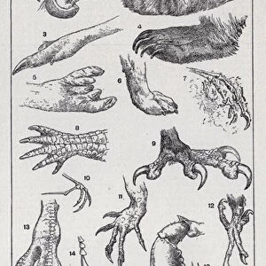 Types of claws (litho)