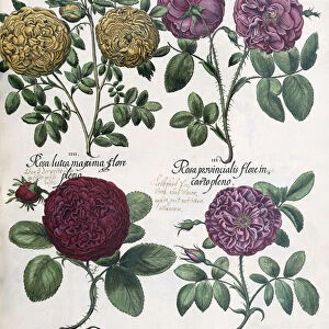 Four Types of Roses, 1613 (colour engaving)
