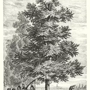 Ulmus Campestris, The Common Elm (engraving)
