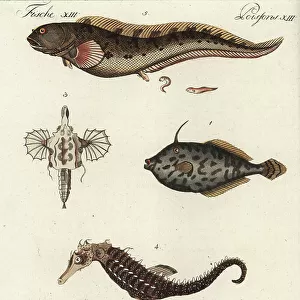 U Poster Print Collection: Unicorn Fish