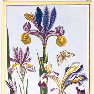 Variegated Iris, c. 1776 (hand-coloured engraving)
