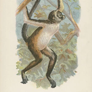 Atelidae Collection: Variegated Spider Monkey